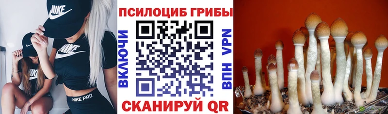 Купить закладки  Межгорье  Галлюциногенные грибы прущие грибы 